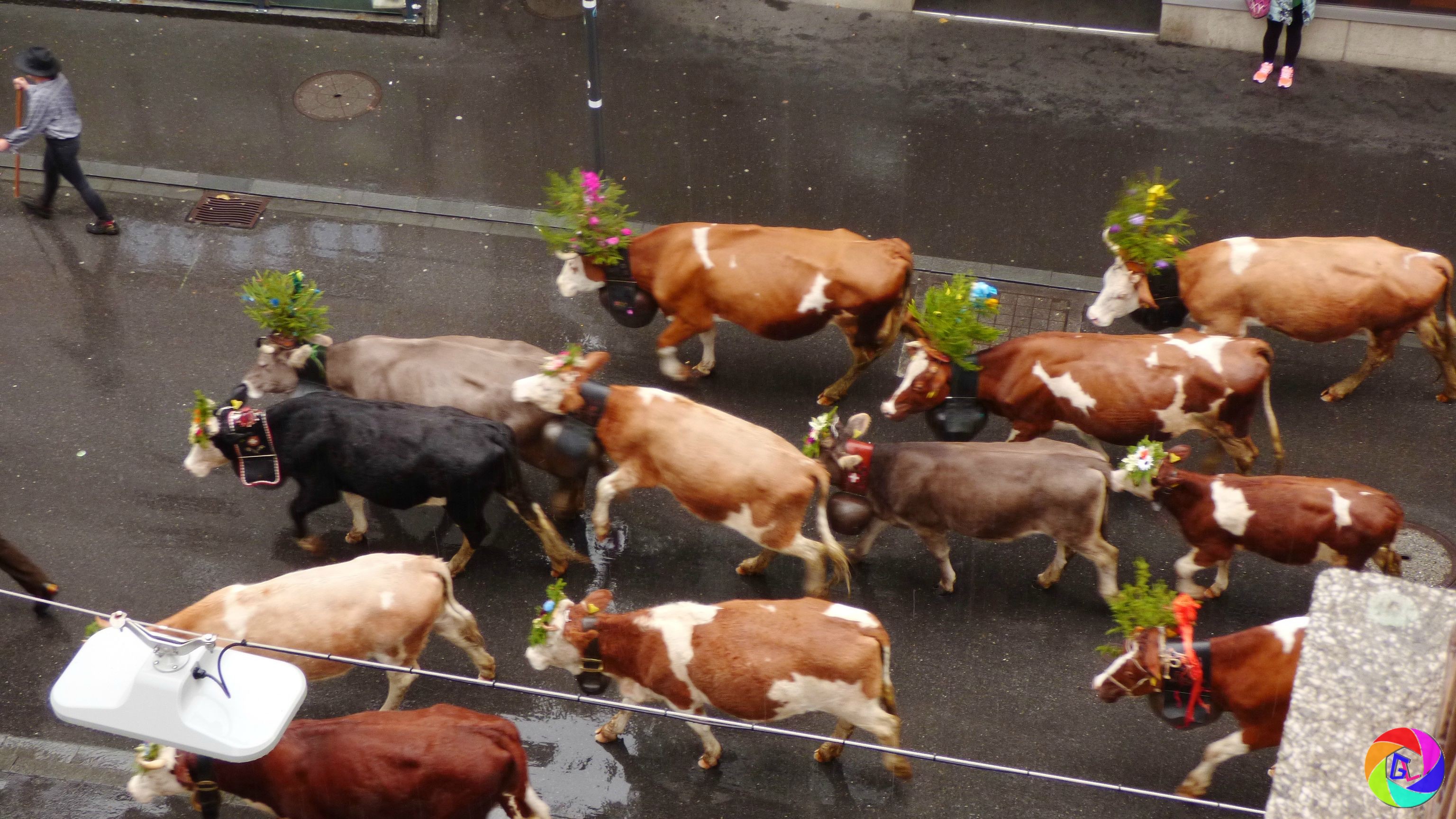 Cattle herded through city